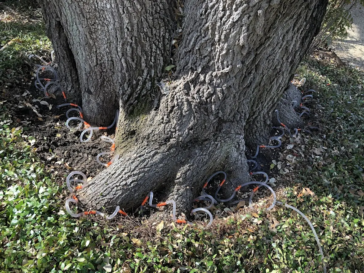 Detailed Tree Cabling and Bracing job site in Cross Hill