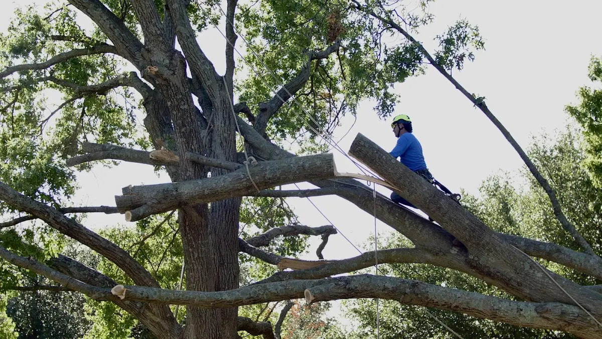 Professional Hazardous Tree Removal performed by certified arborists in Cross Hill