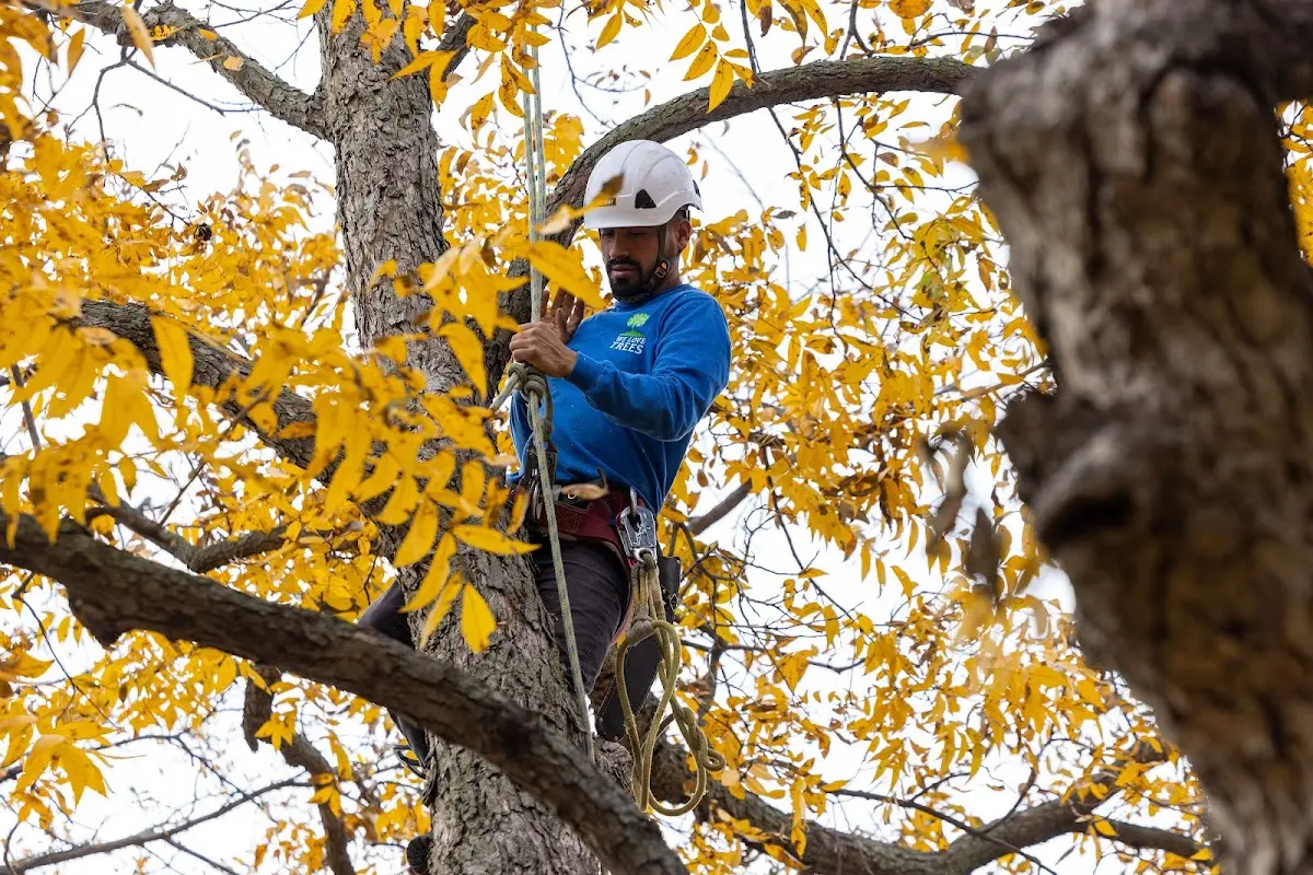 Skilled Tree Pruning crew working in Cross Hill